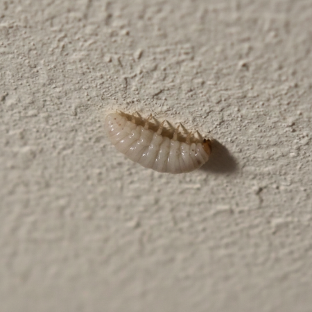 Image pour asticot blanc au plafond