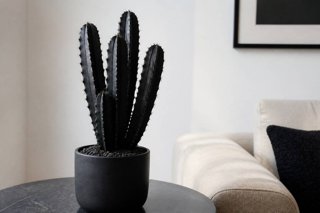 Cactus noir : culture, entretien et idées déco Cactus noir : culture, entretien et idées déco