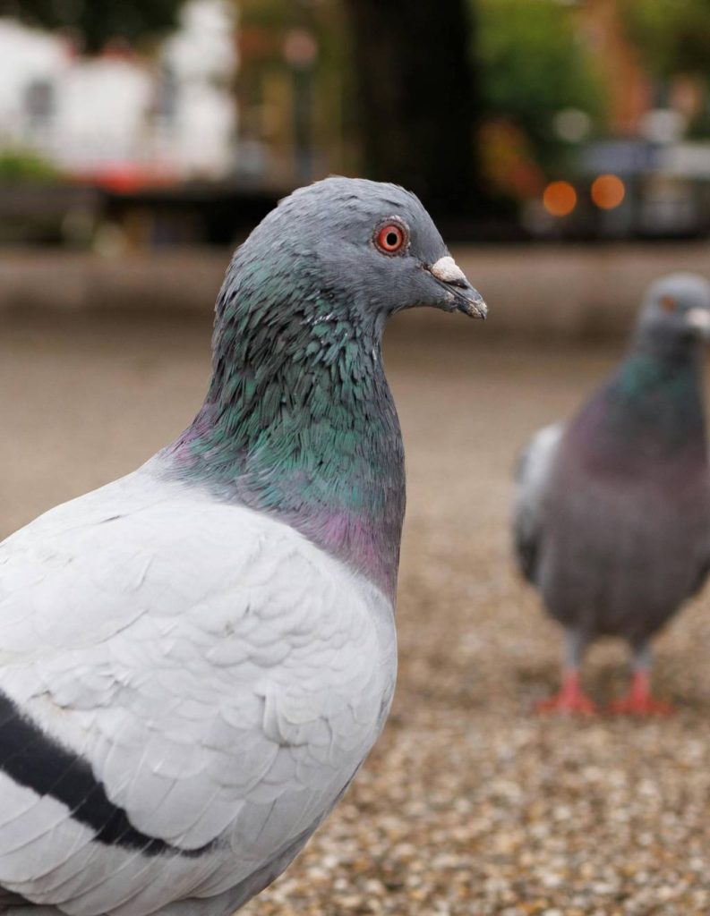 Prévenir les nuisances liées aux pigeons en centre-ville à Villeurbanne